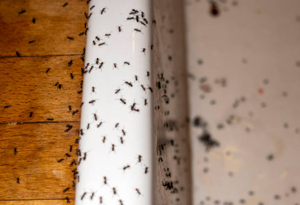 Best Best Pest Control Companies  in Selma, TX