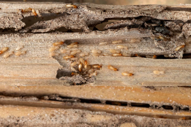 Best Wildlife Control Services  in Selma, TX
